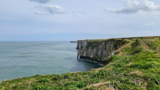 RSPB Bempton Cliffs 15